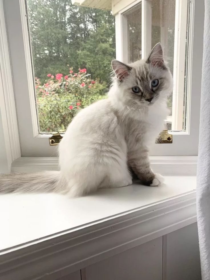 files/Cora_-_Ragdoll_Kitten_of_the_Month_-_Floppycats.jpg