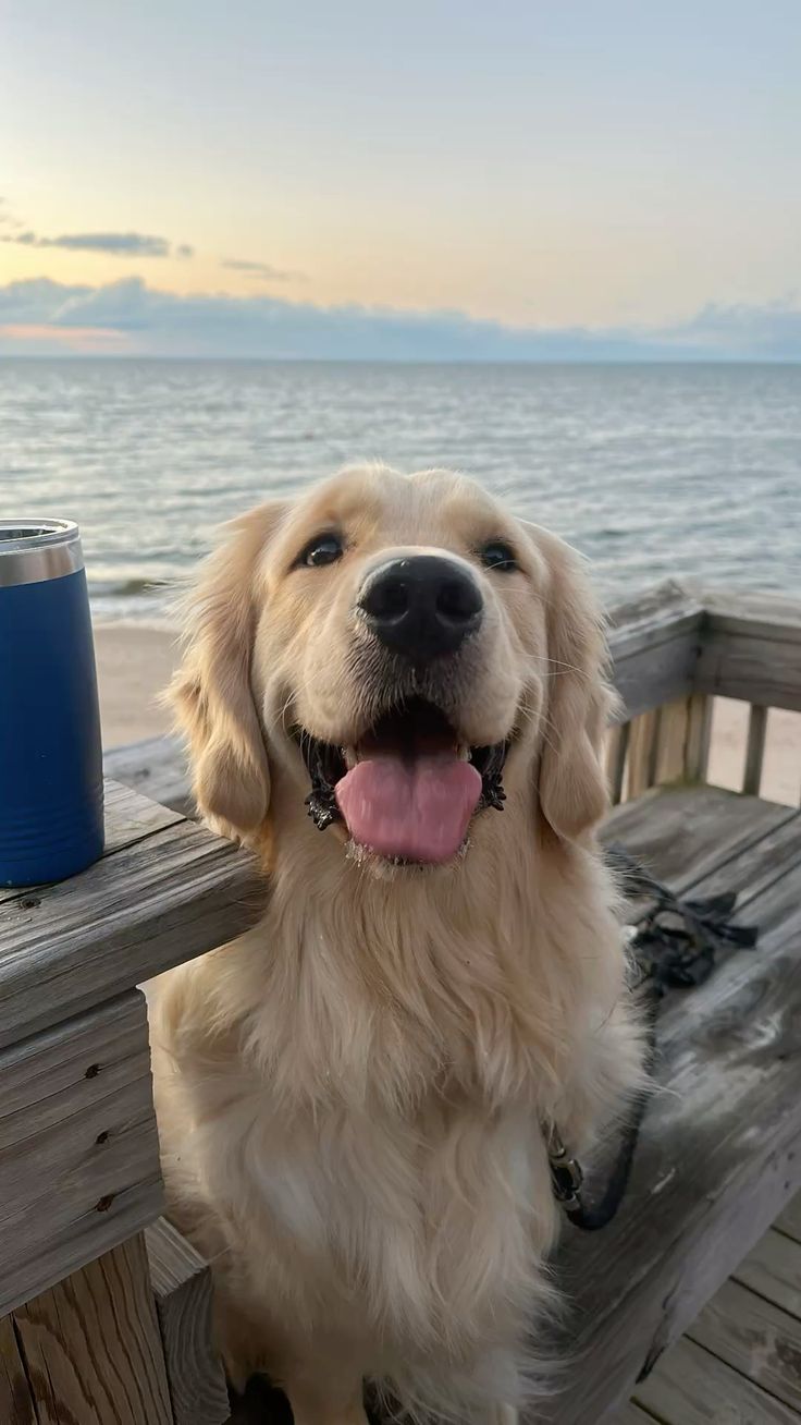files/golden_retriever.jpg